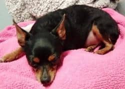 Dog sleeping on towel Dog sleeping on towel