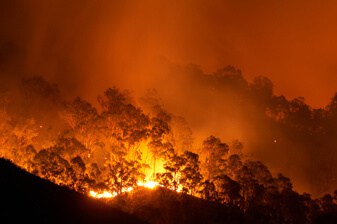 Forest Fire Forest Fire