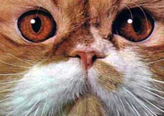 Cats face Cats face