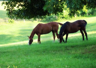 Horses in field Horses in field