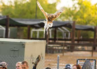 Owl in flight Orangutan looking into camera