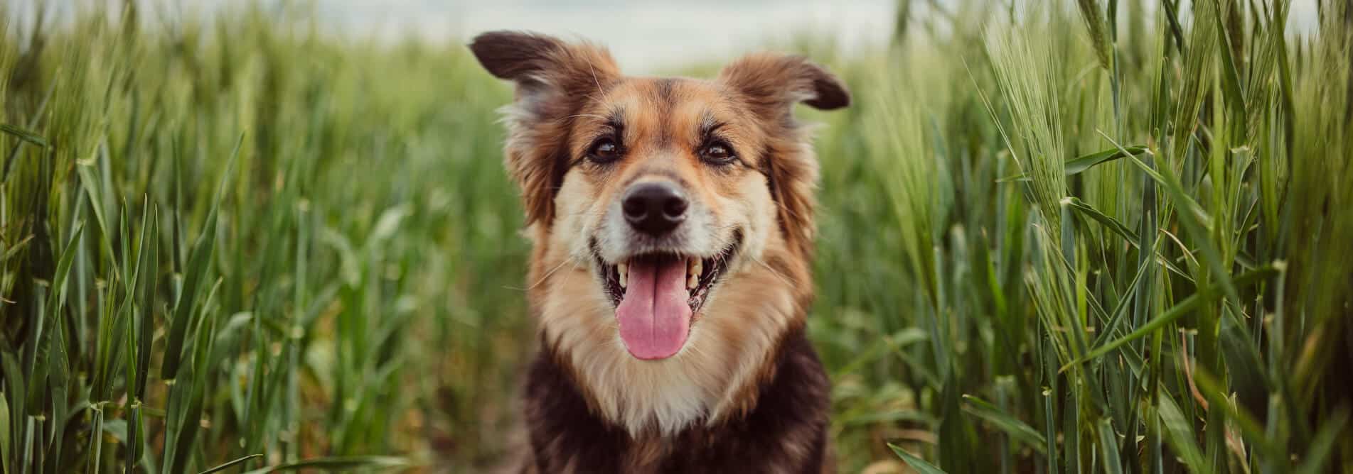 Dog in a field