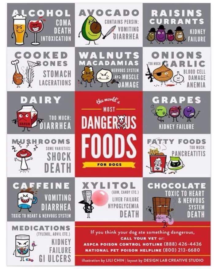 dangerous-foods-for-dogs-the-animal-health-foundation-the-animal-health-foundation
