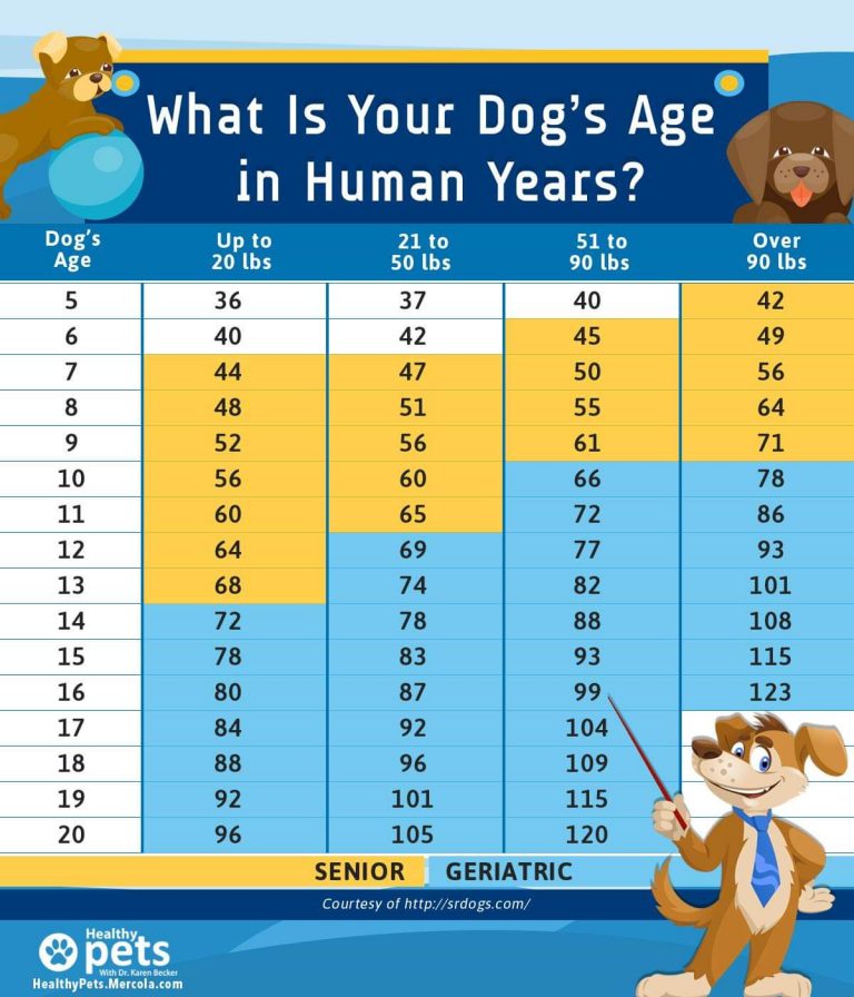 Your Dog's Age in Human Years The Animal Health Foundation The Animal Health Foundation