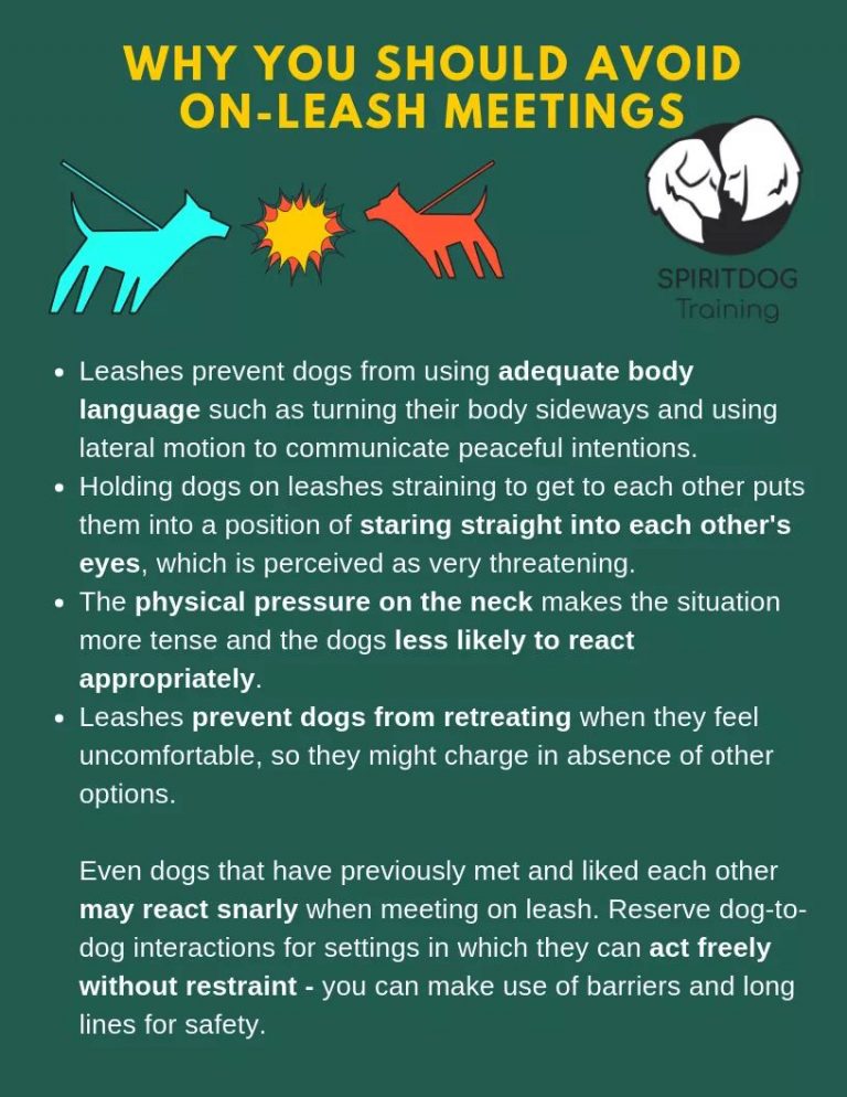 Avoid LeashonLeash Meetings The Animal Health Foundation The