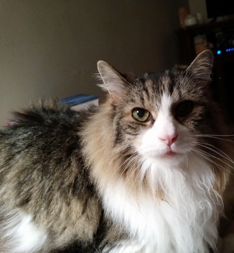 AHF/SCVMA Angel Fund Helps Main Coon Cat Deal With Kidney Failure