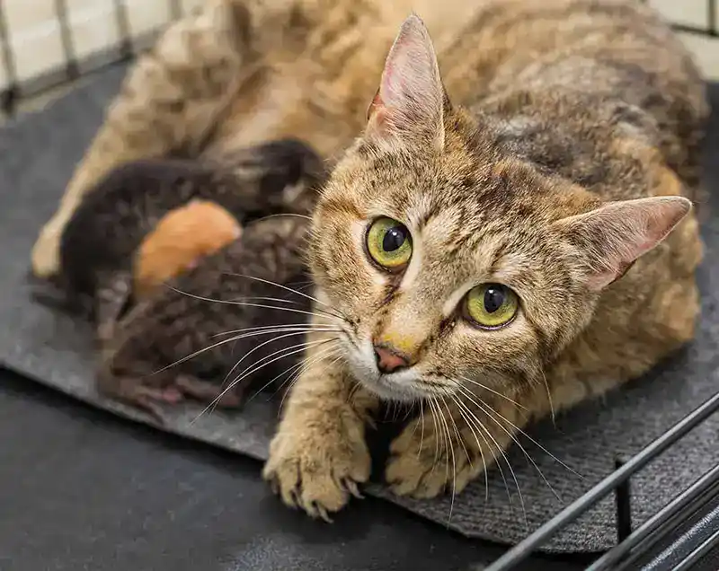 A cat nursing kittens
