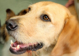 Jake the Golden Retriever