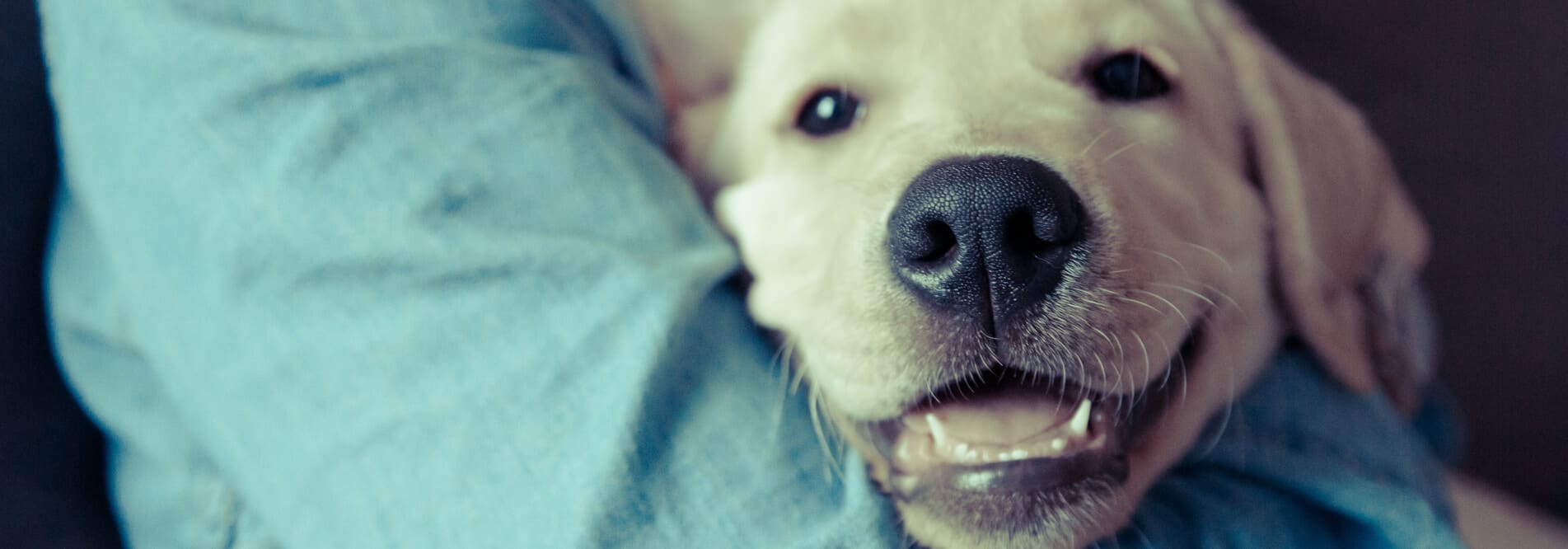 Puppy laying in persons arms