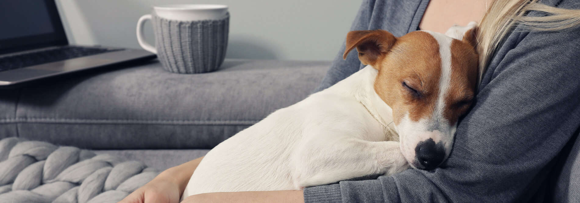 Dog sleeping in owners lap