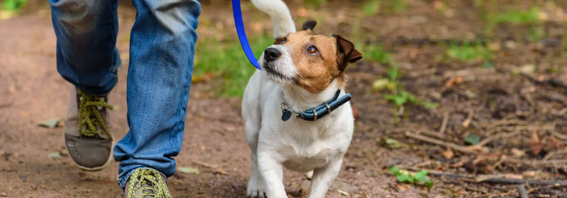 Dog walking in the forest