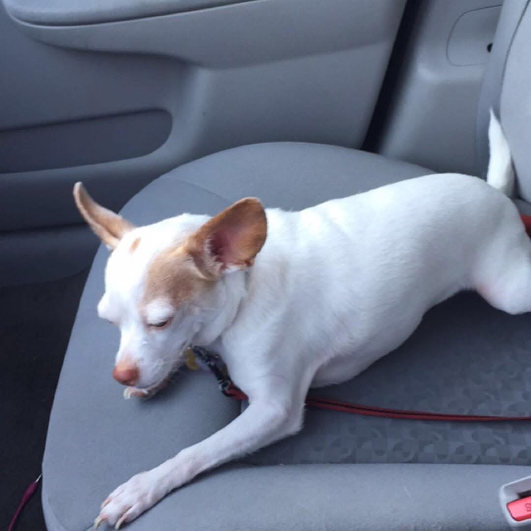 Chico