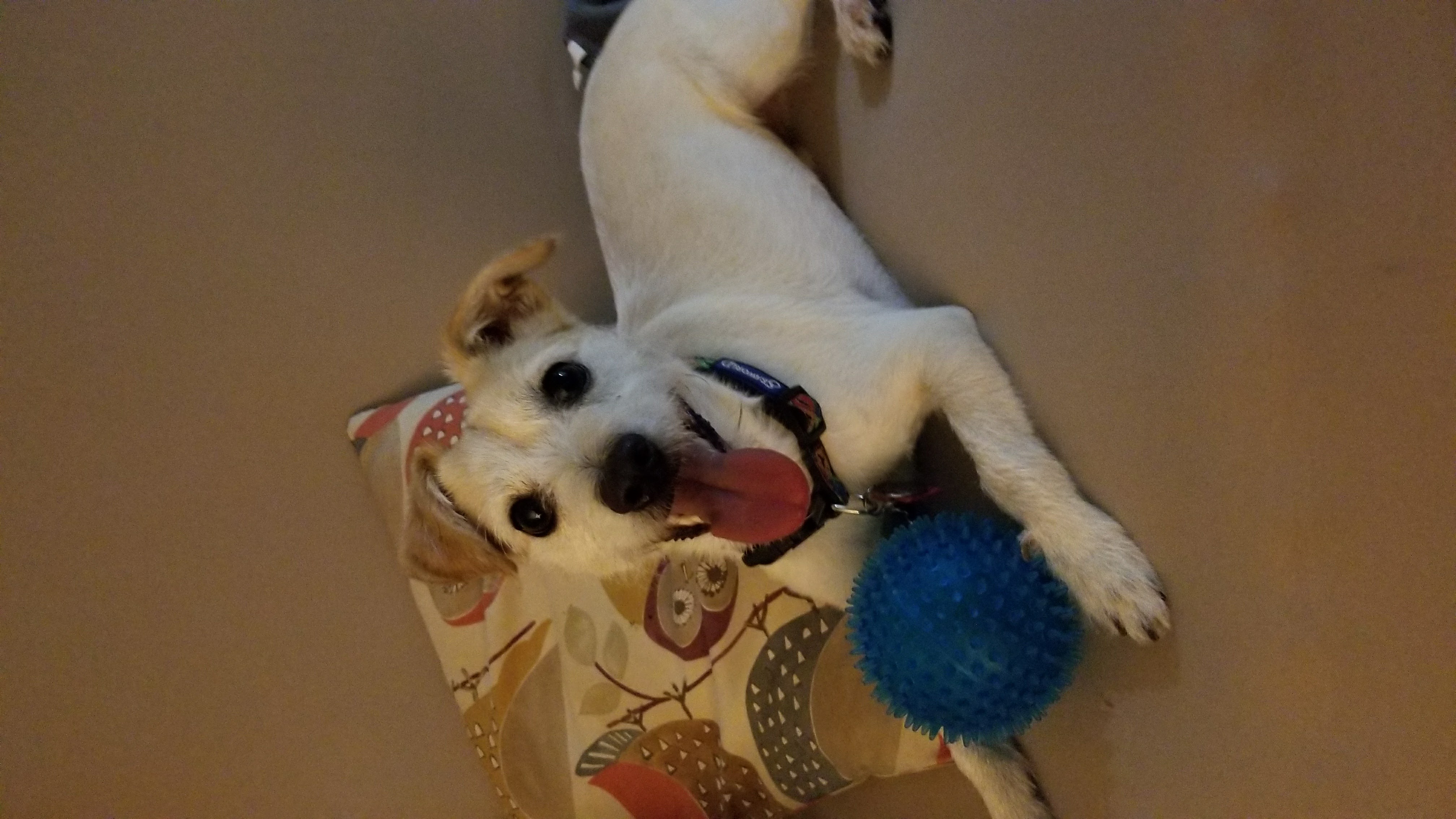 Bruno