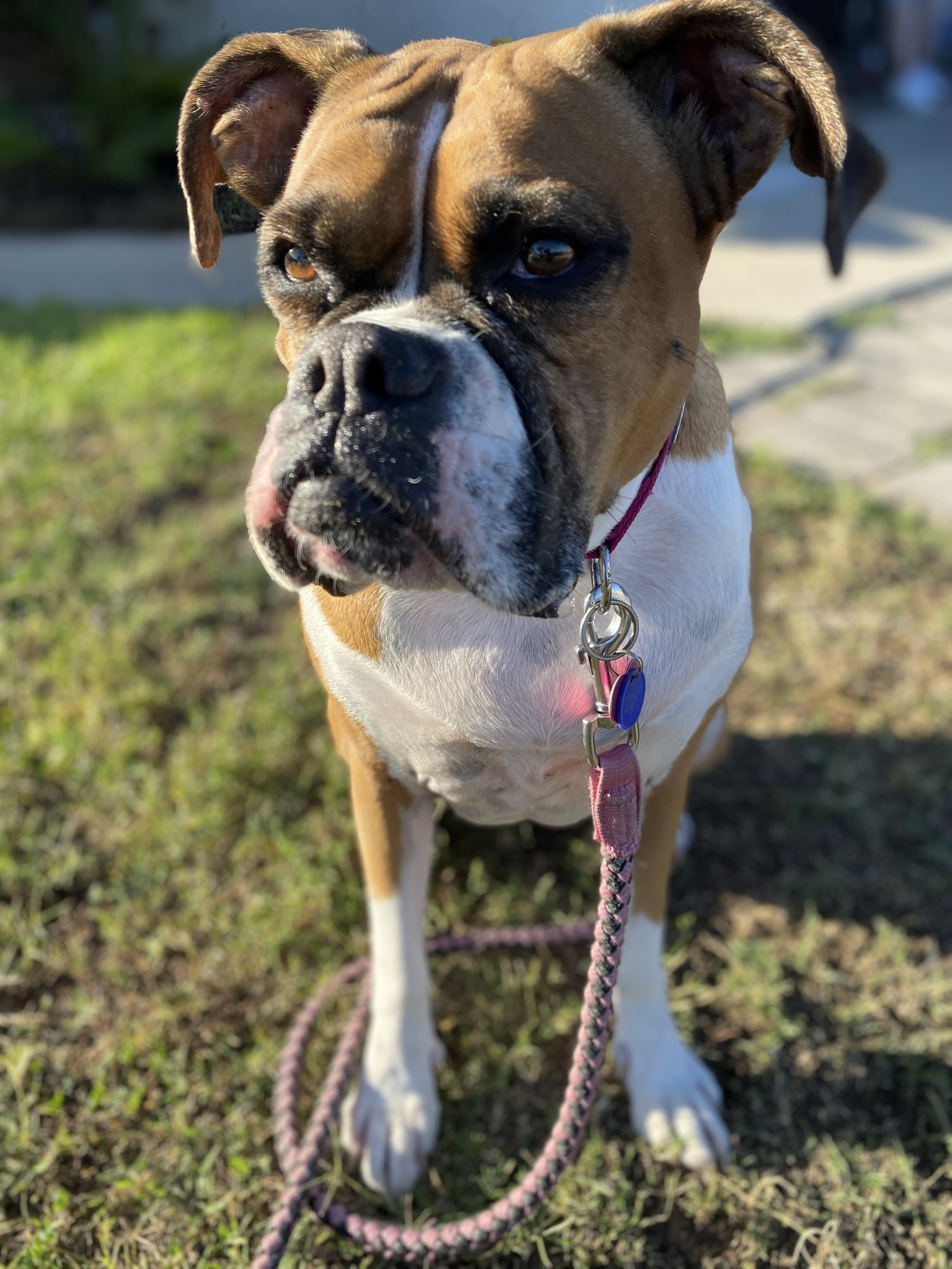 Lilly