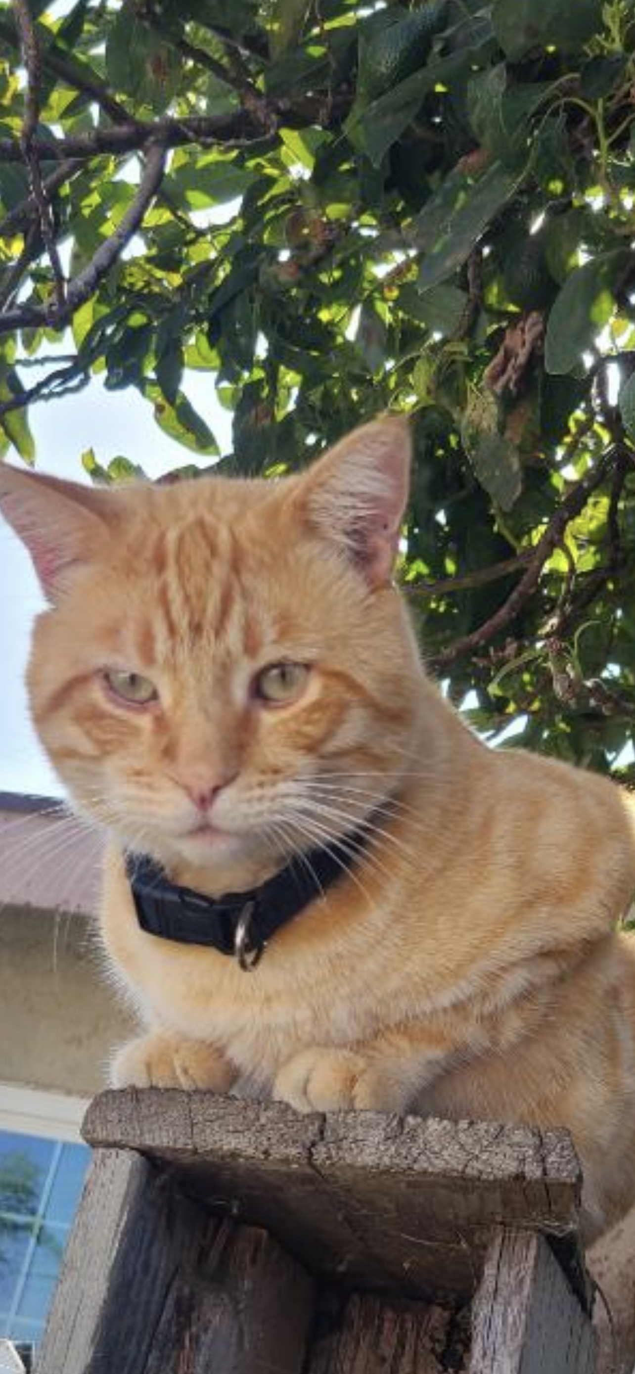 Miguel Jr.