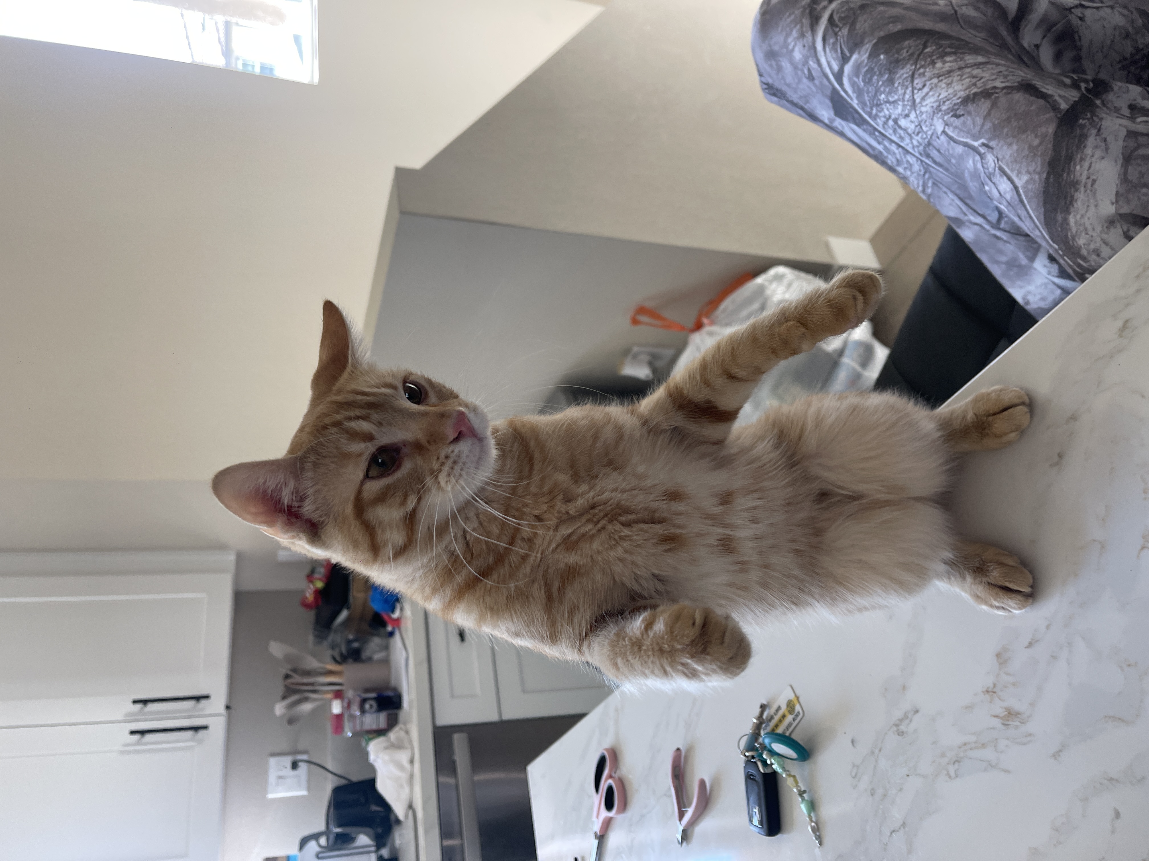 Simba