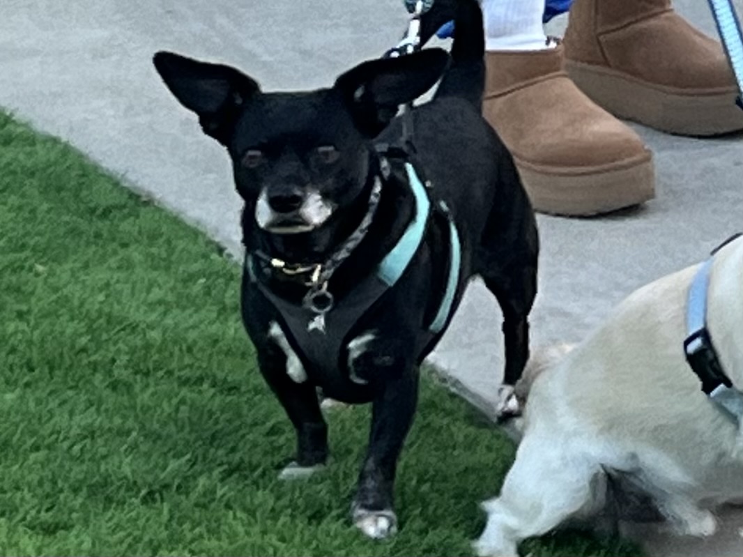 Kuma