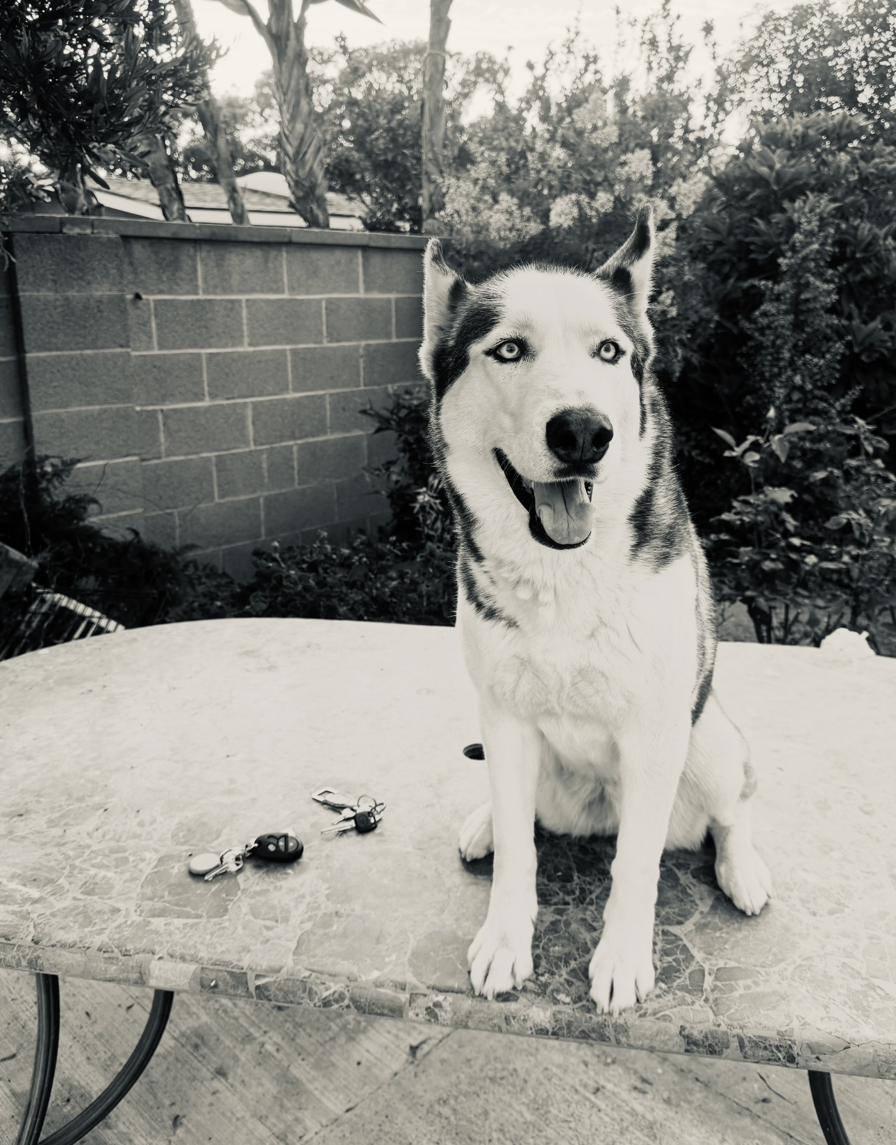 Laika