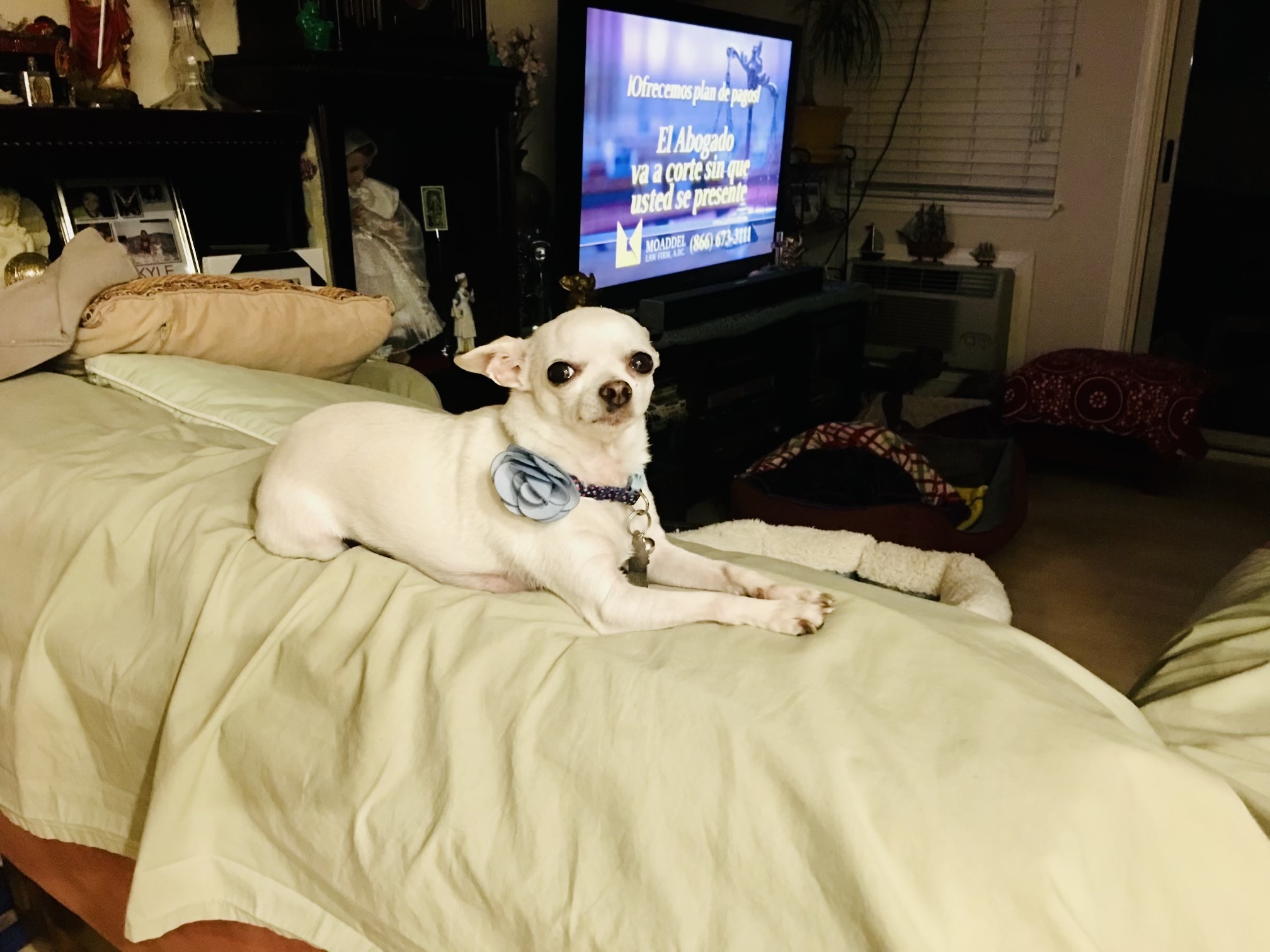 Bella