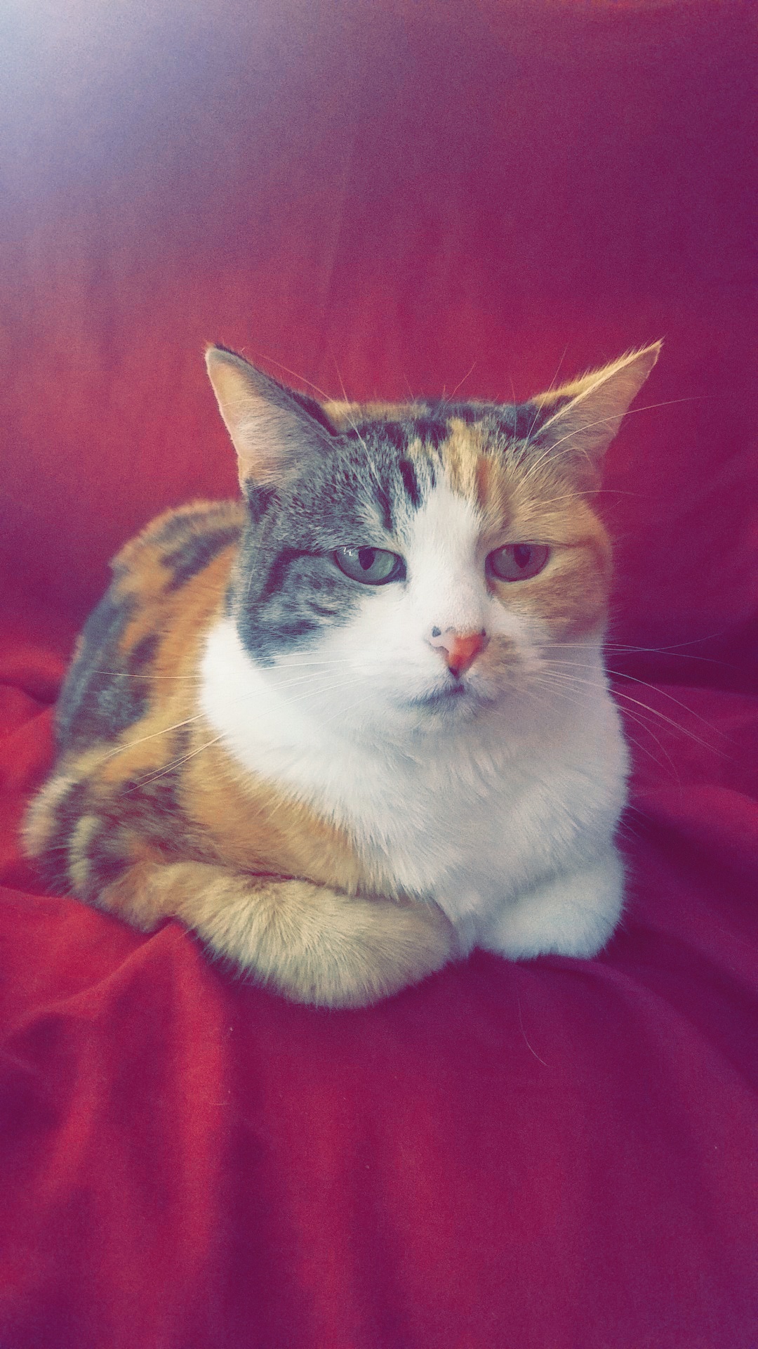 KC