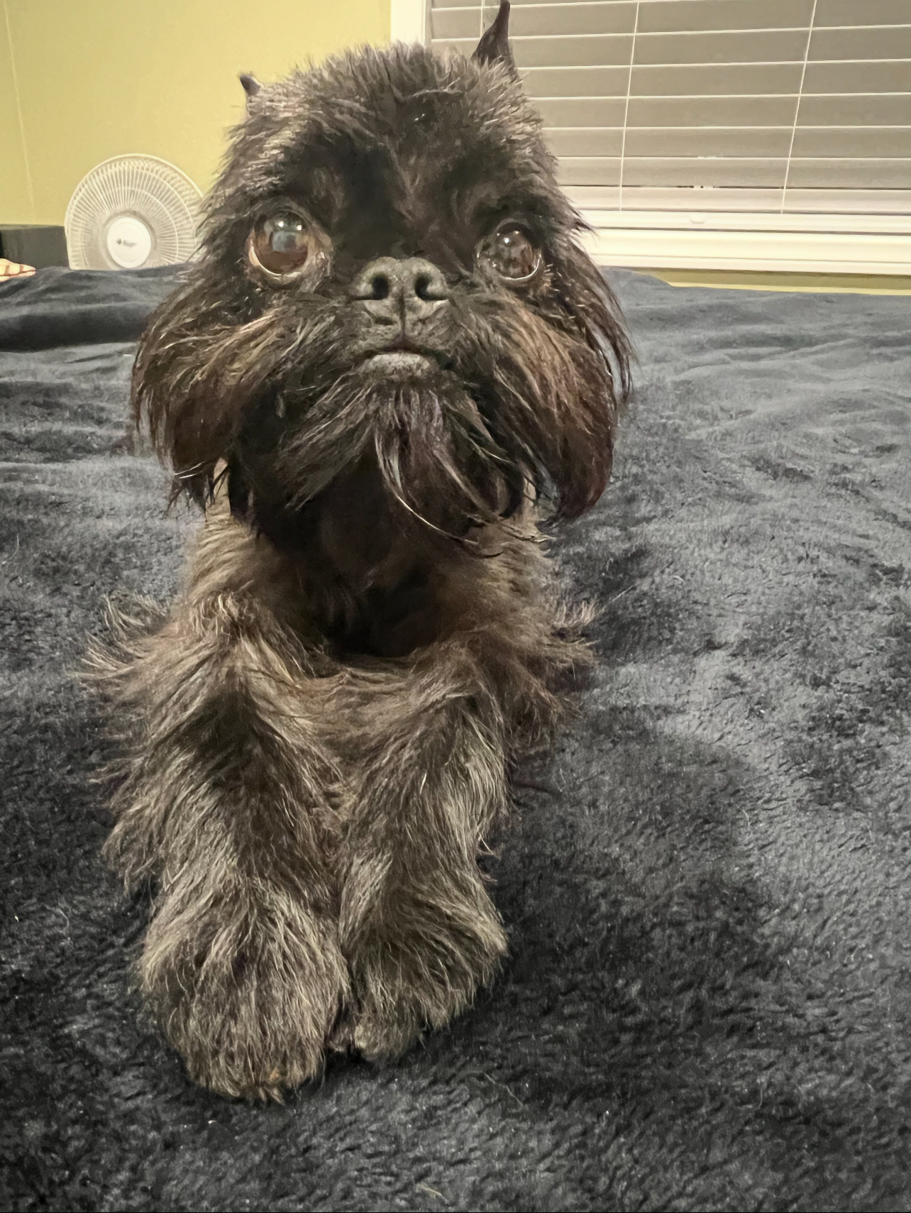 Remi