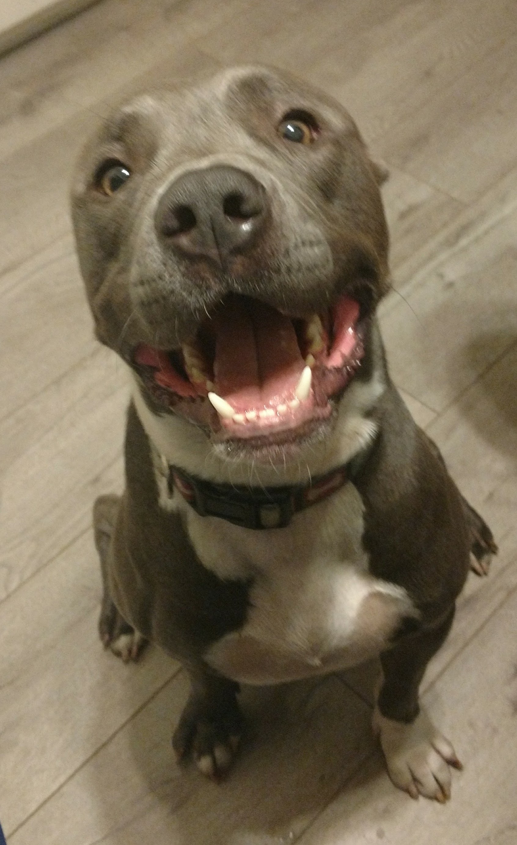 Princetopher Quincy Shadow Haynes