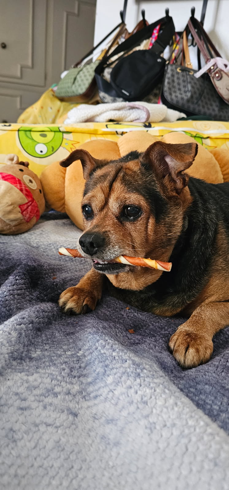 Biscuit
