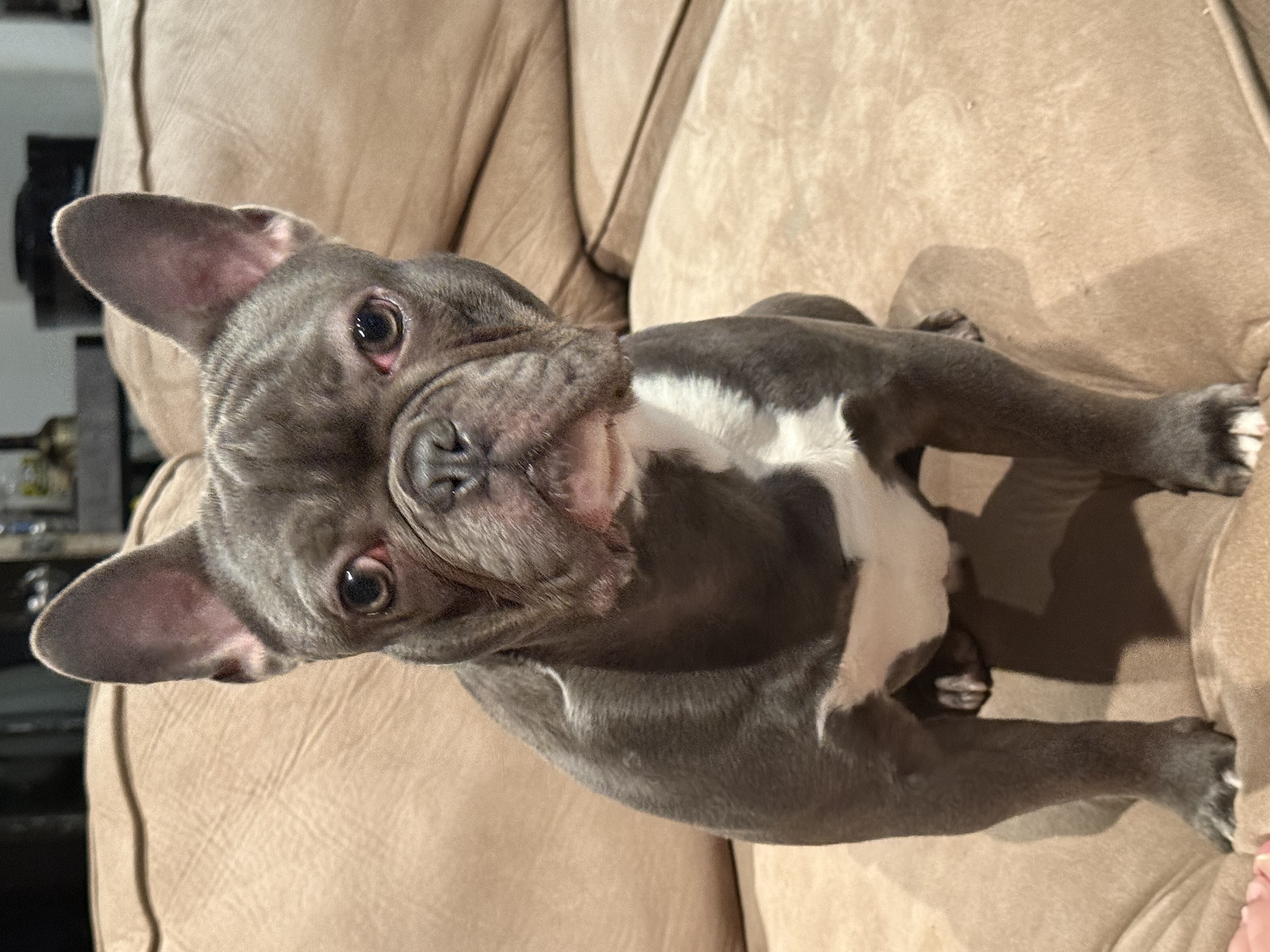 Bruno