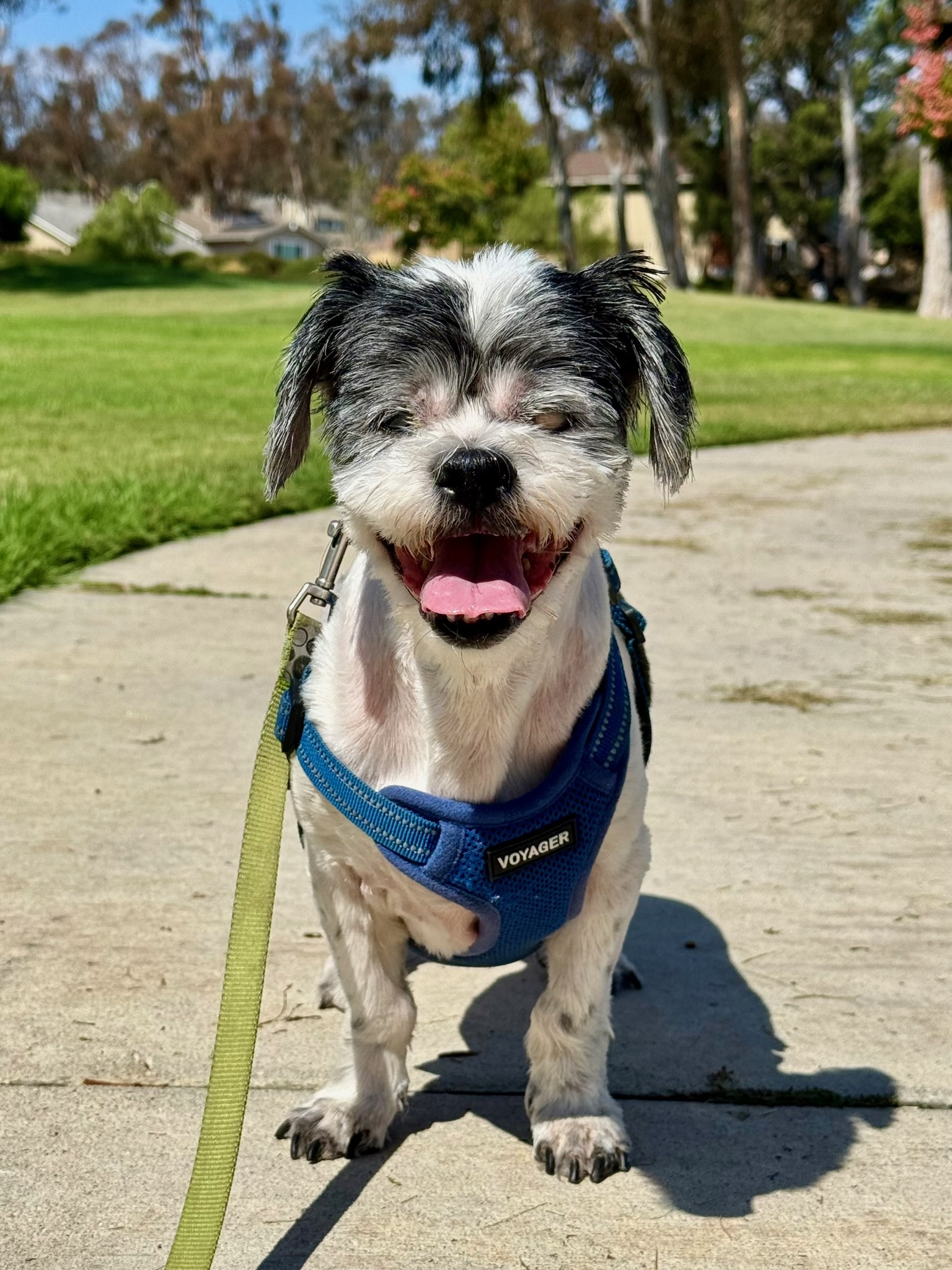 Oreo