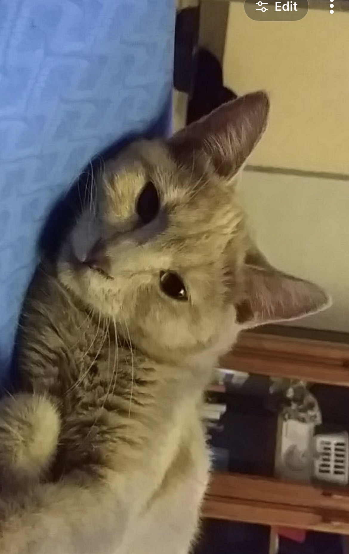 Lulu