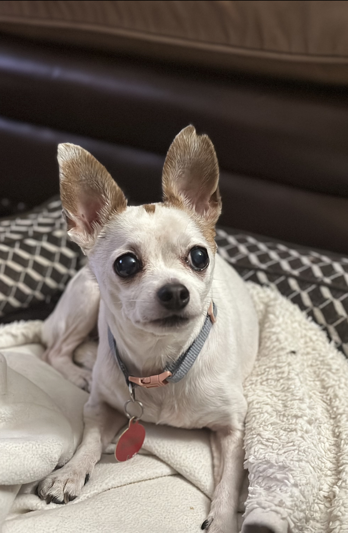 Lila