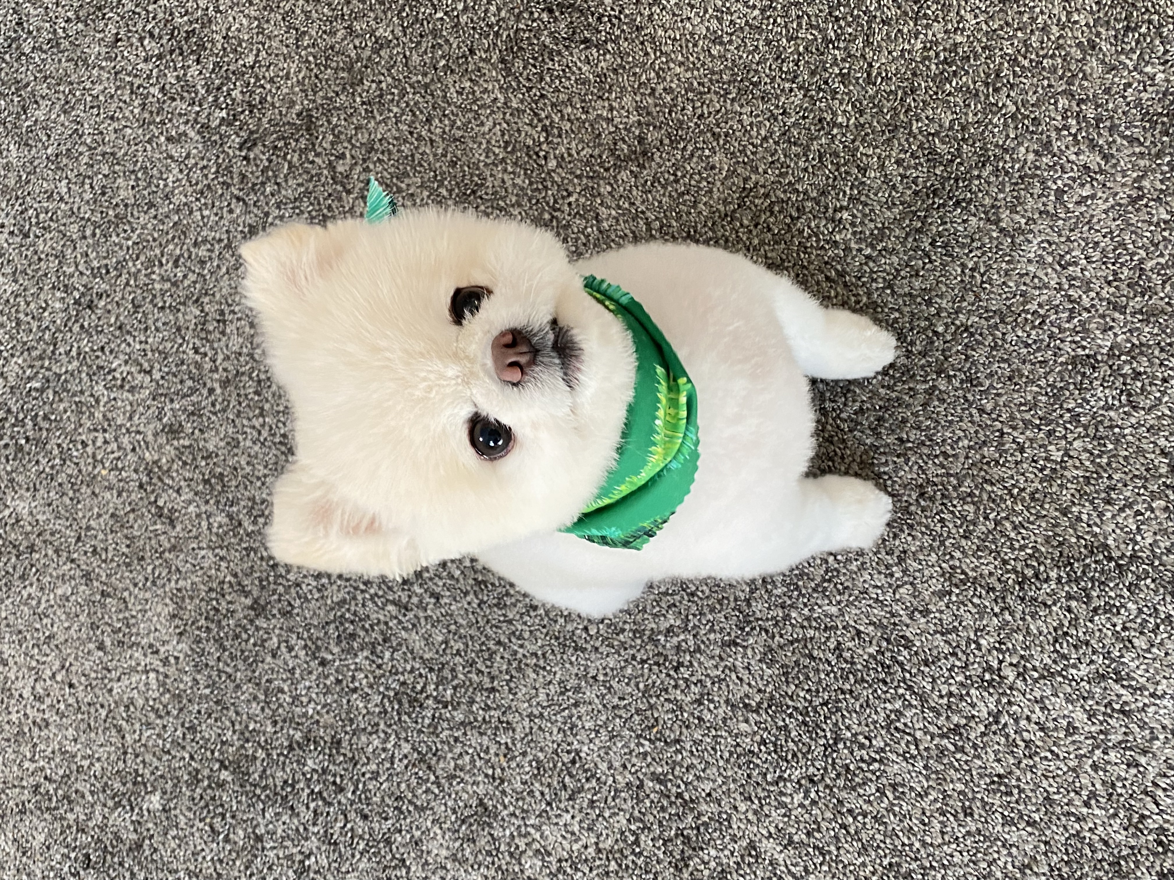 Hachi