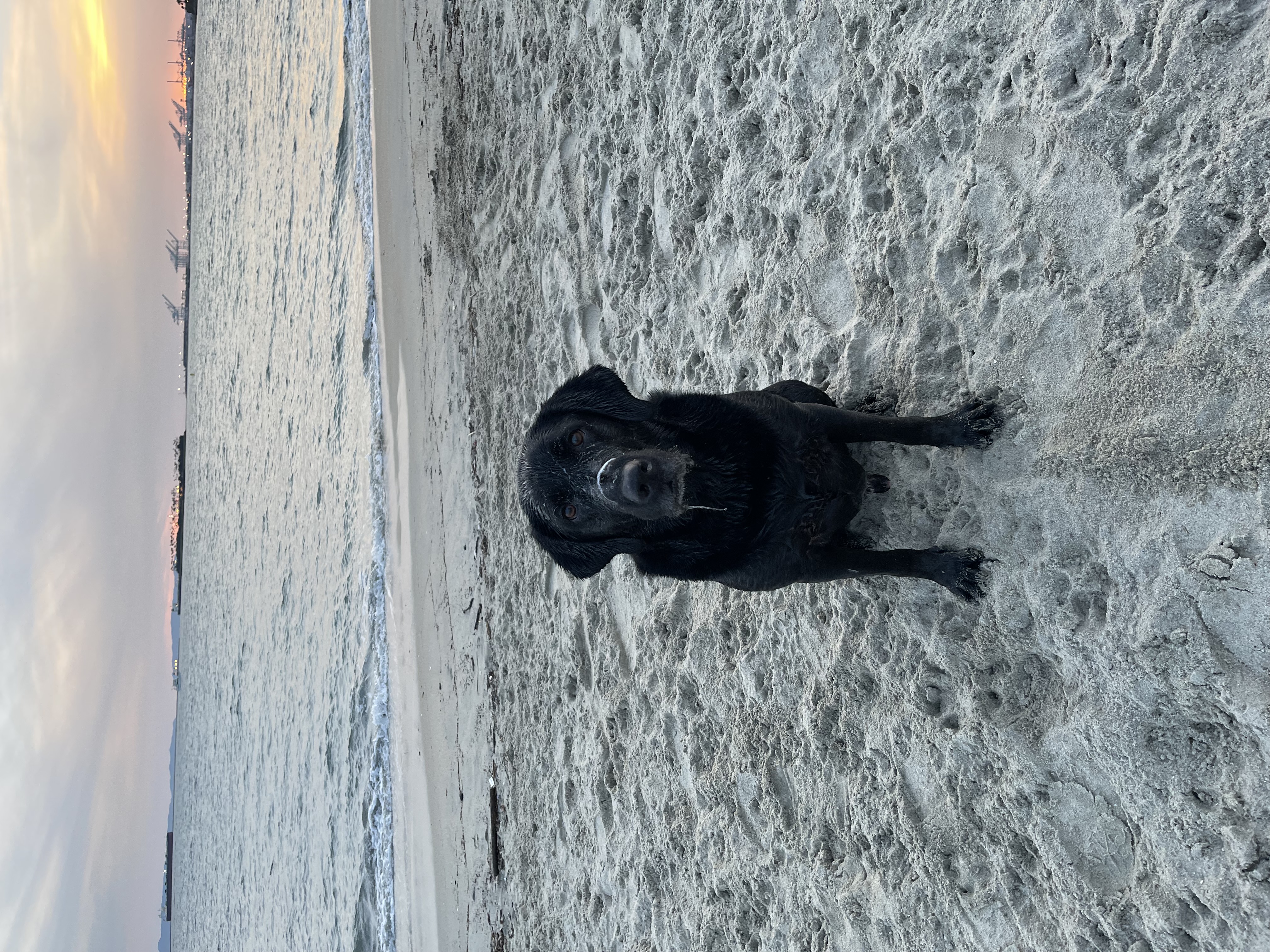 Koda