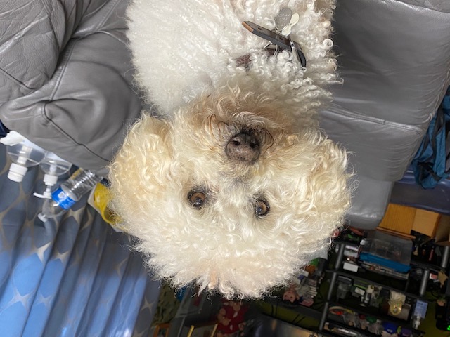 Tobi
