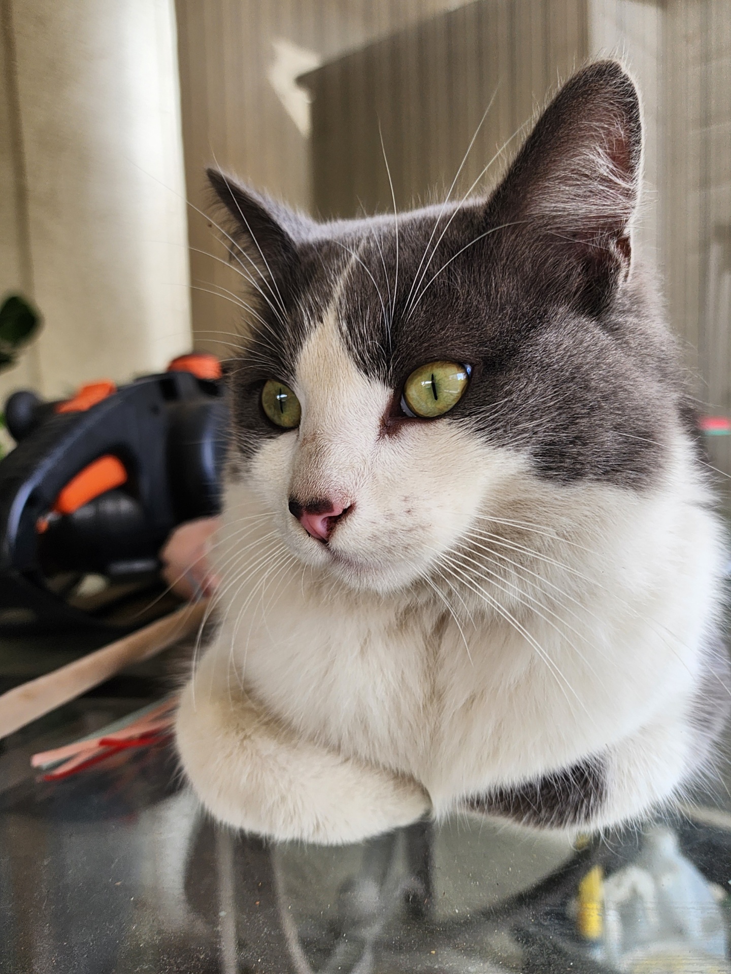 Junior