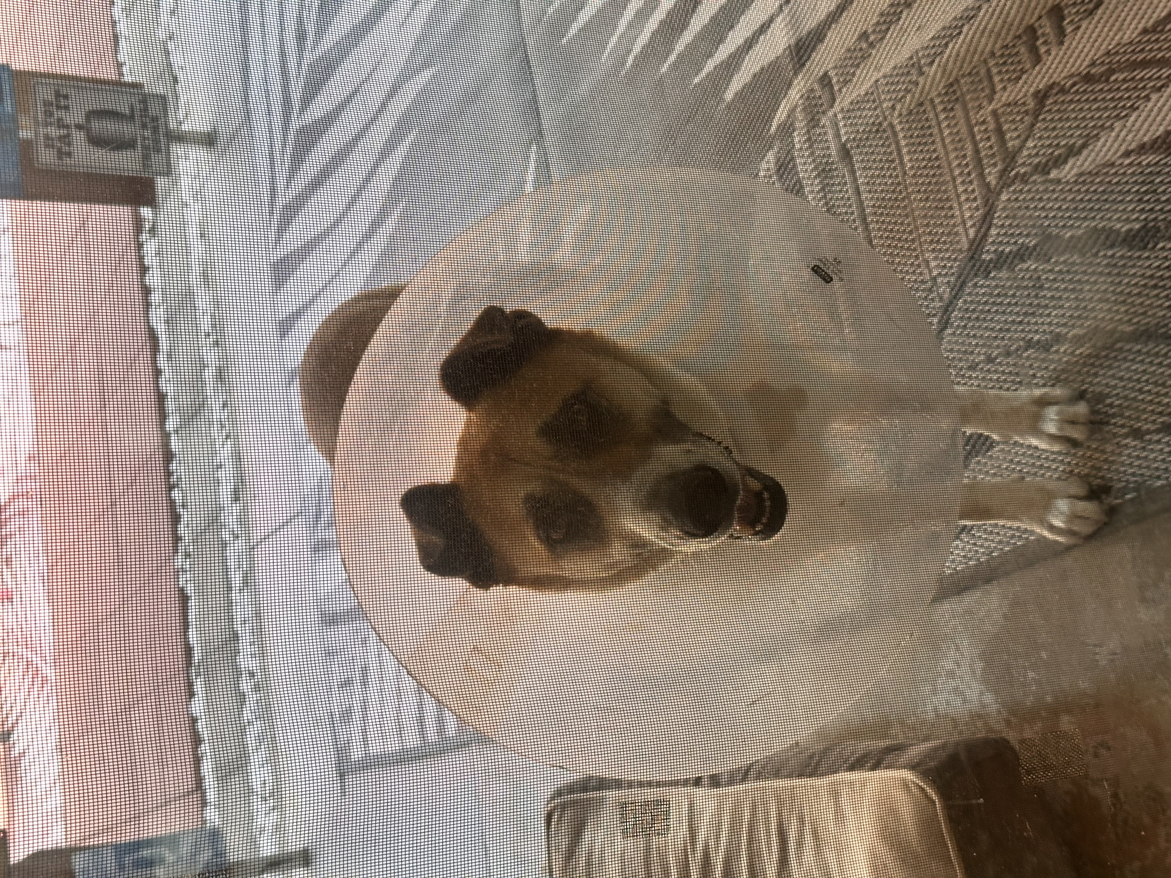 Simba