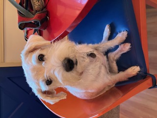 Lulu