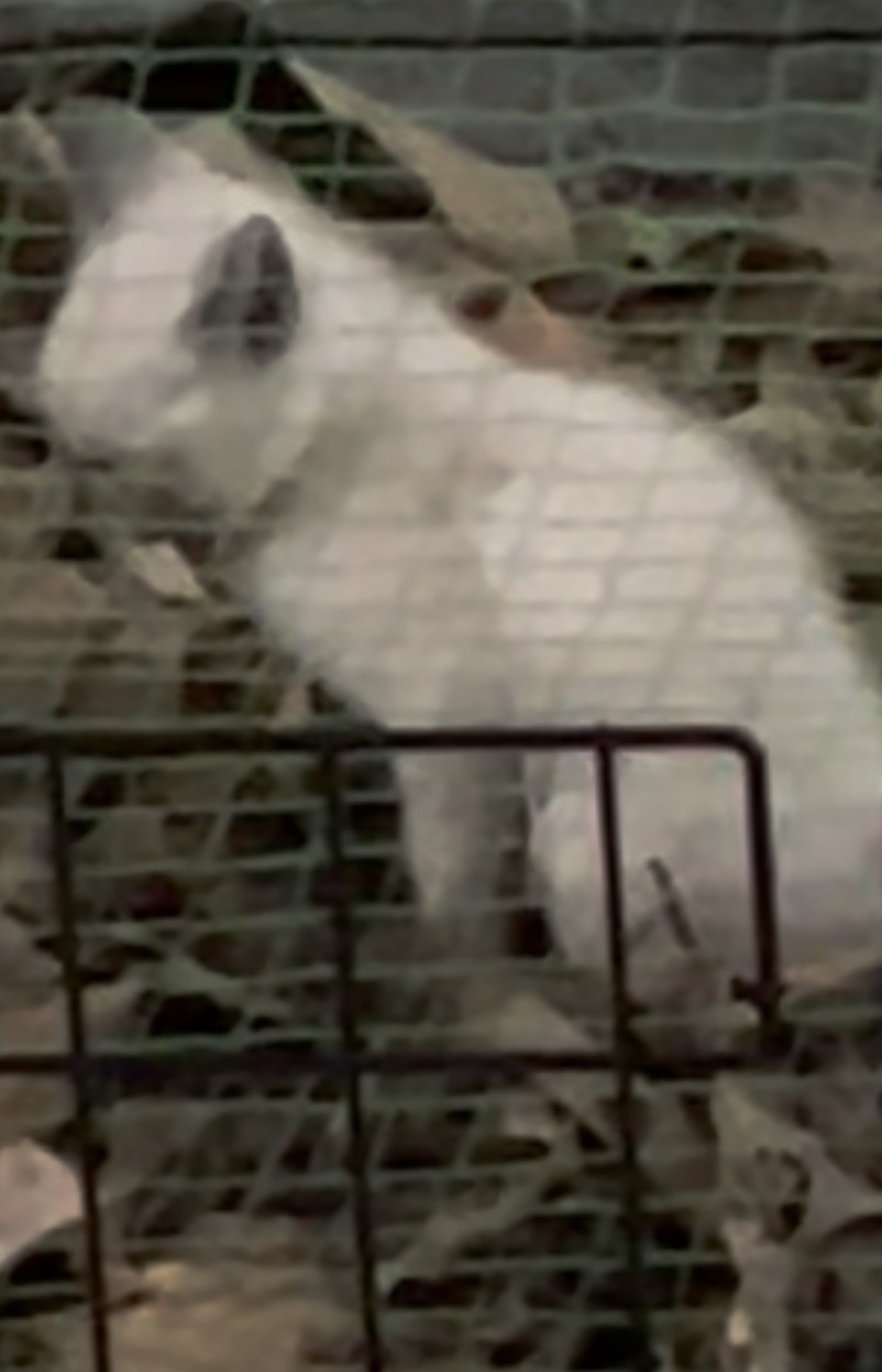 Blanco