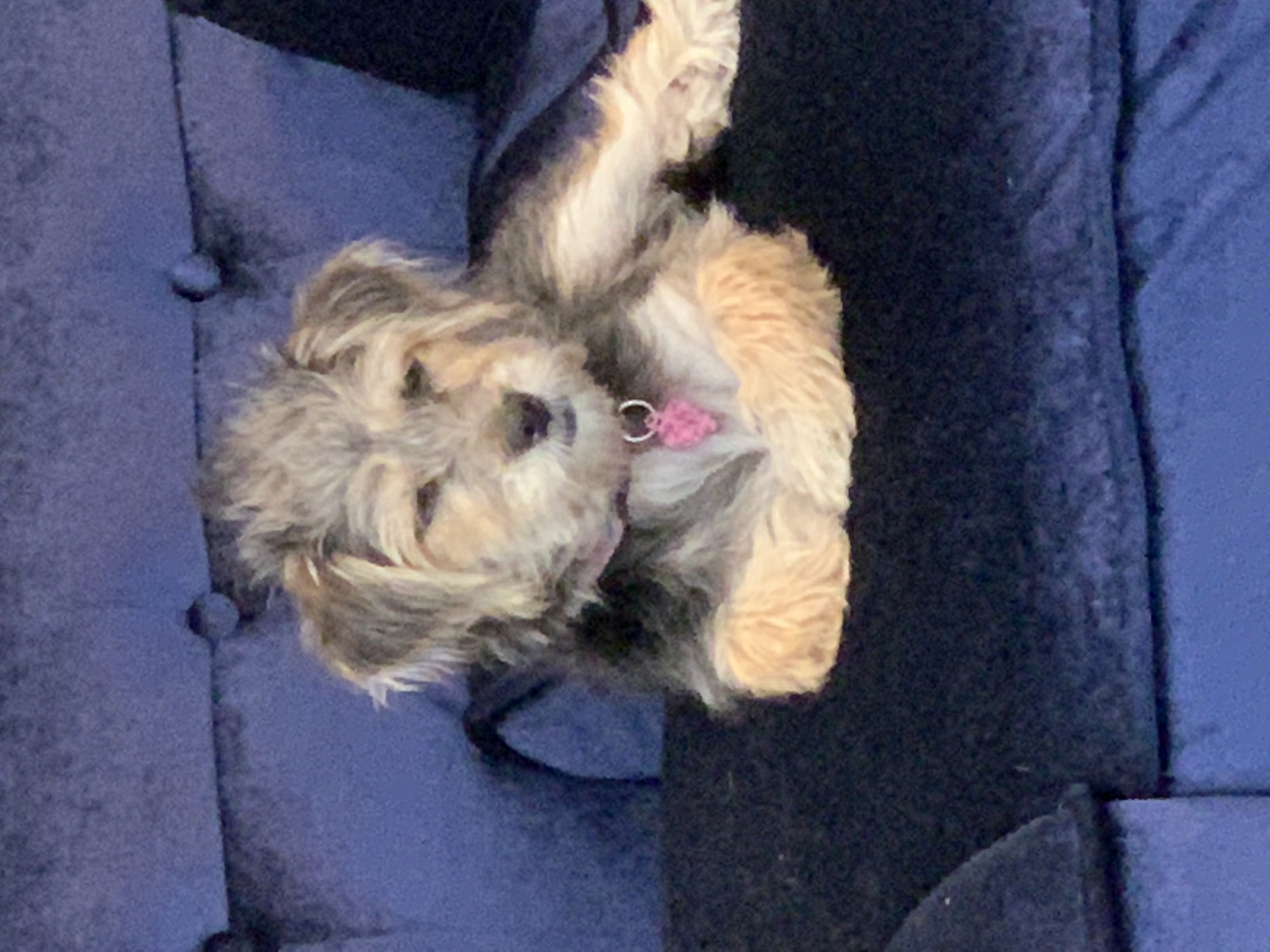 Zoe