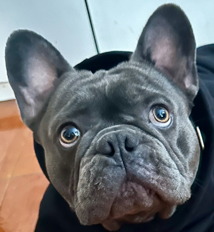 Enzo