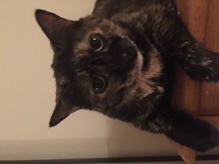 Callie