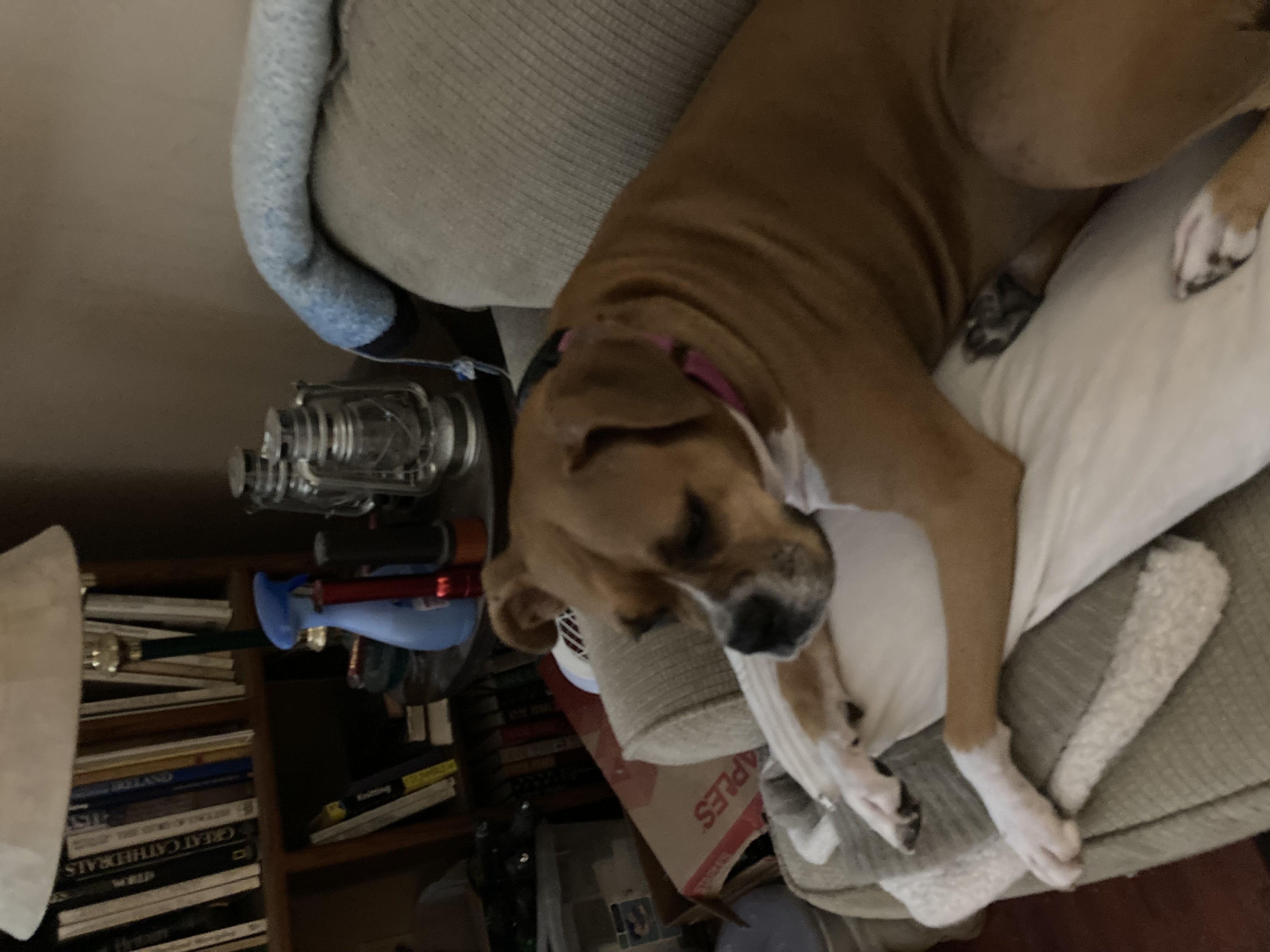 Molly