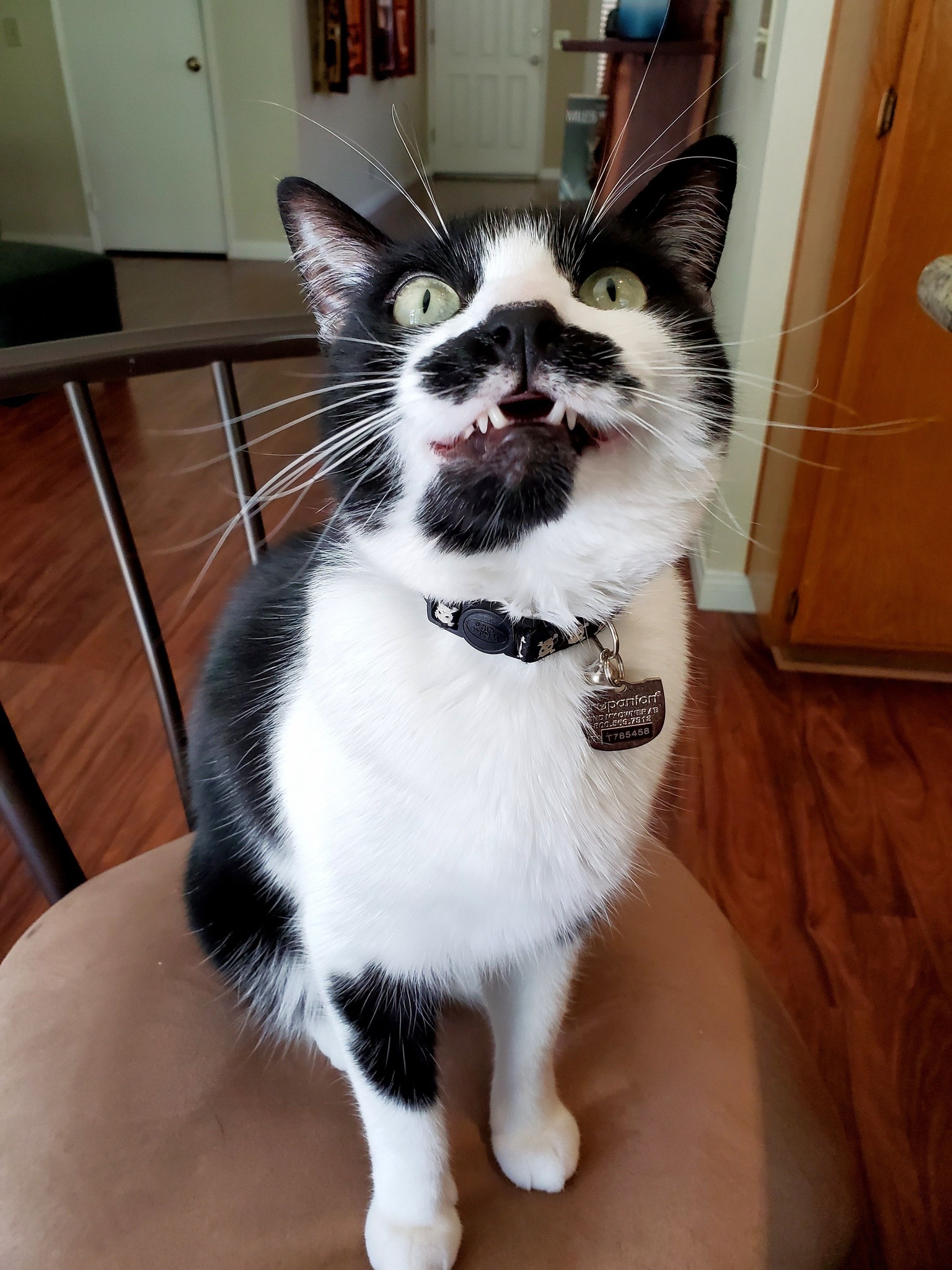 Geppetto