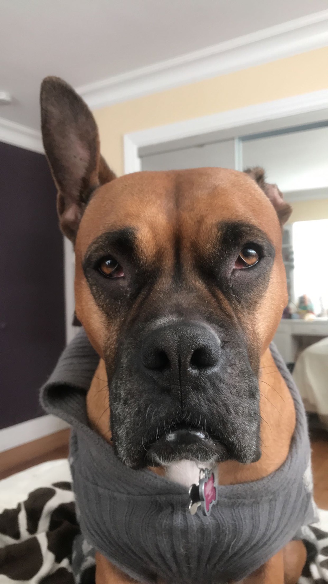 Canela