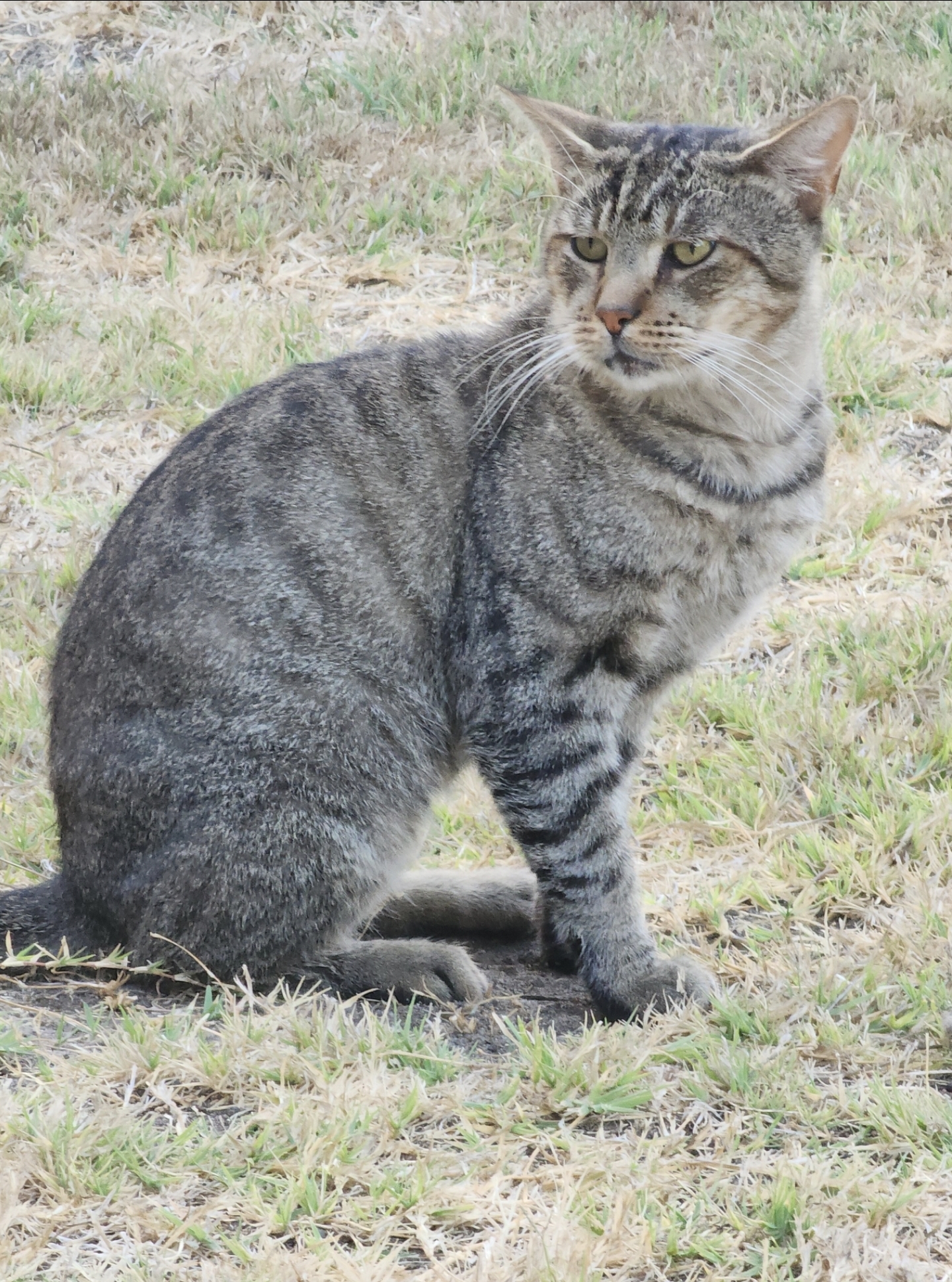 Junior
