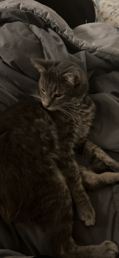 Laffy