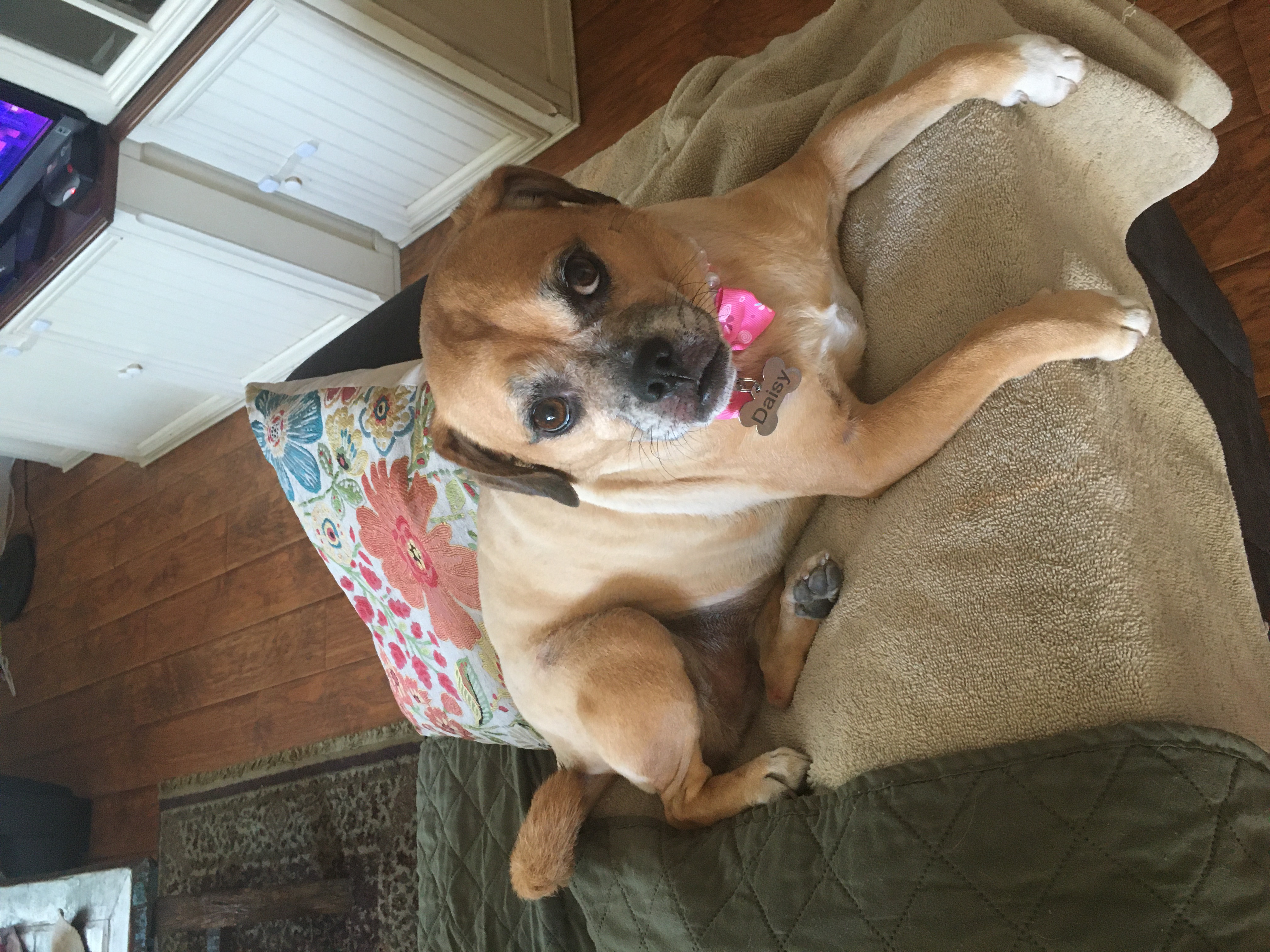 Daisy