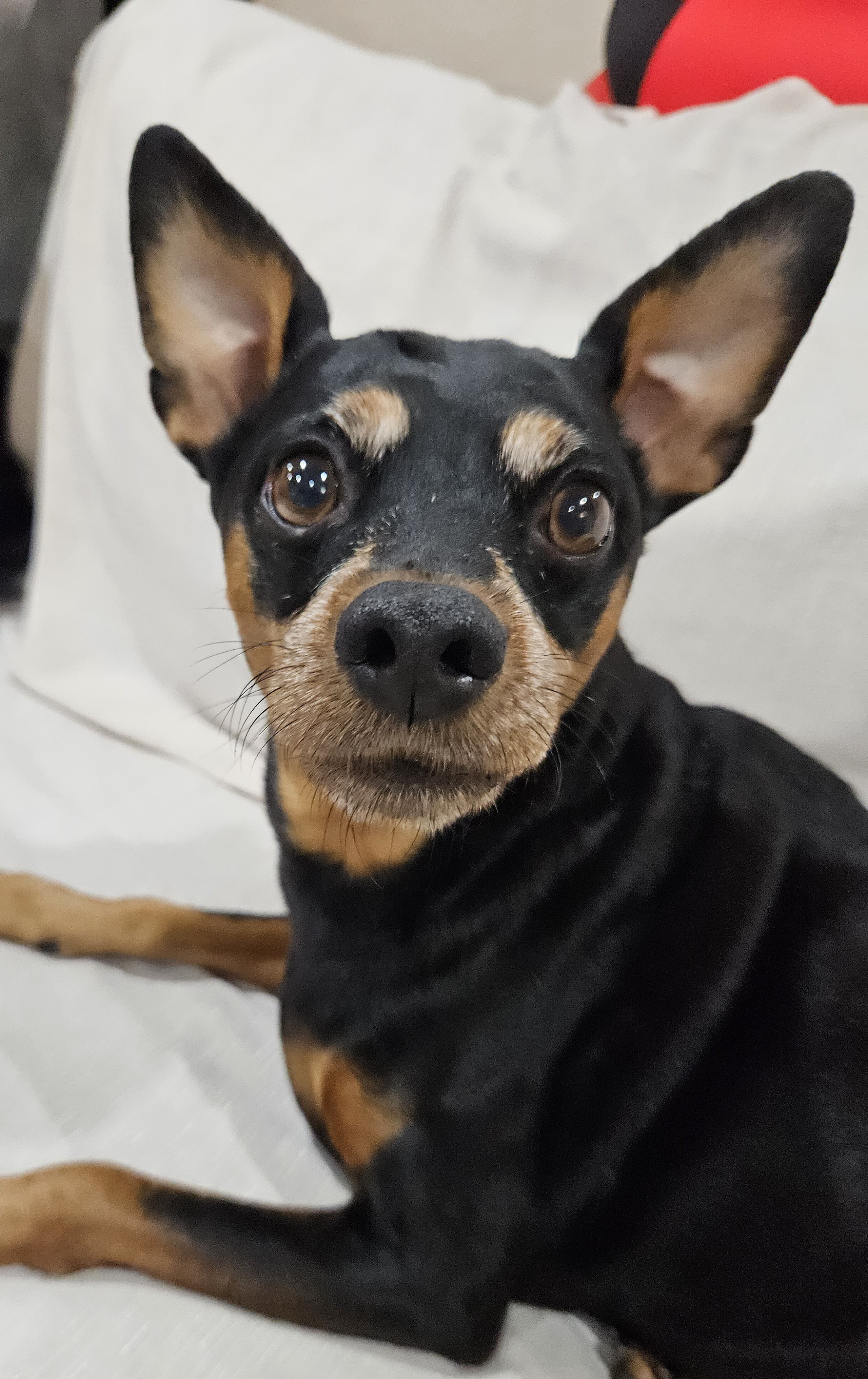 Chiquita