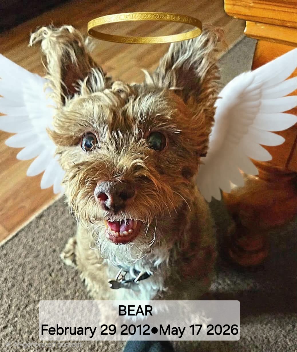 Bear