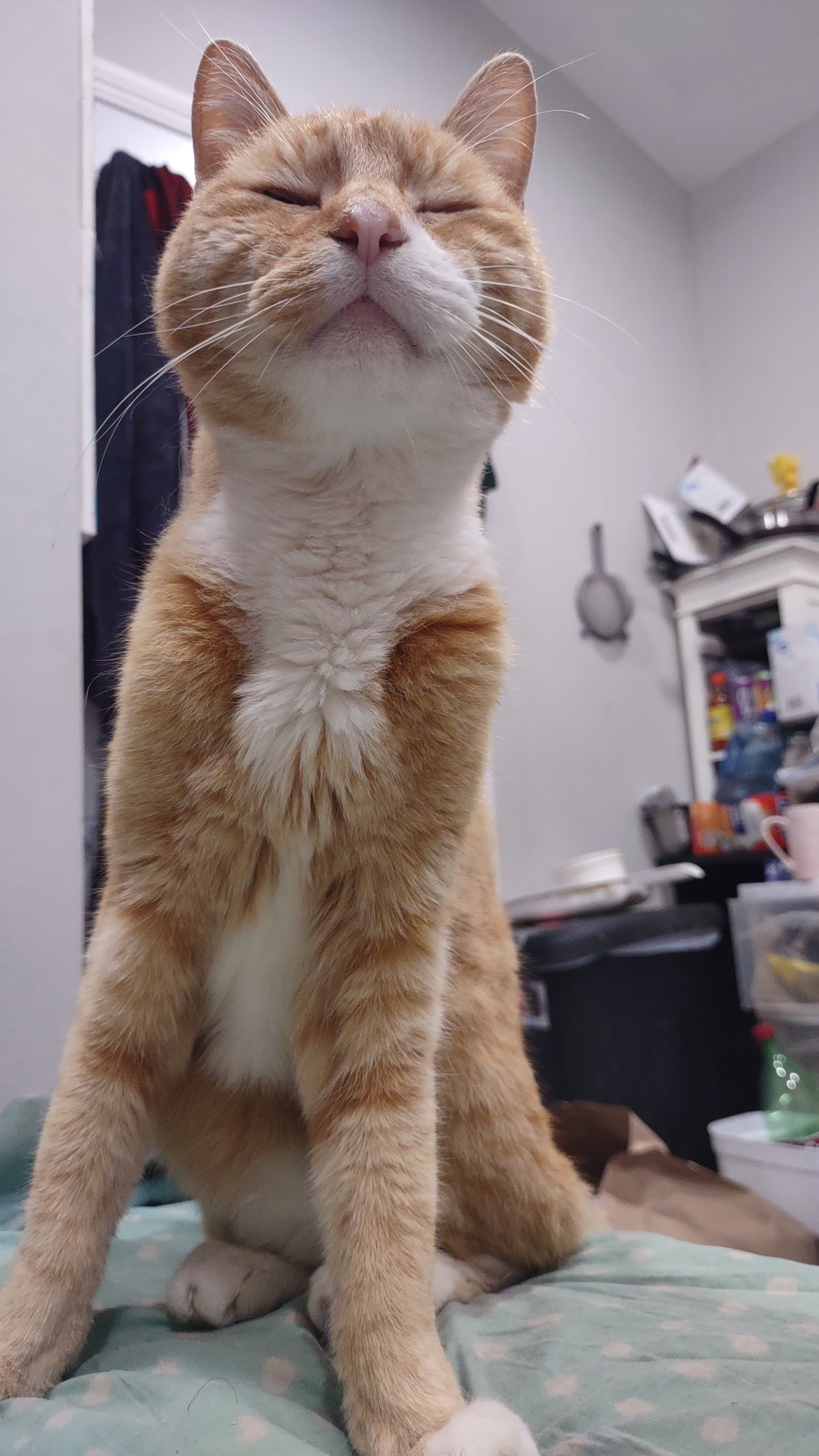 Sabertooth